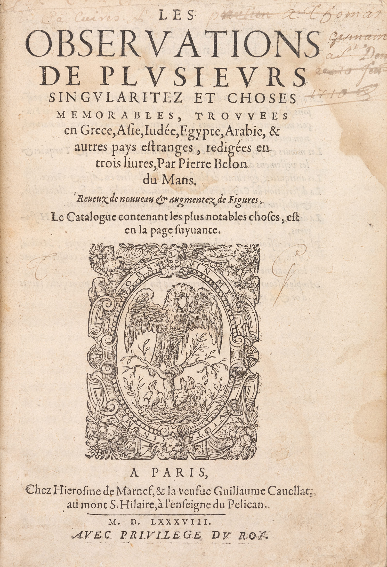 BELON DU MANS, Pierre.